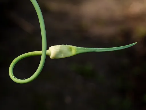 garlic