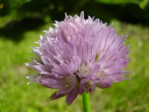 chives