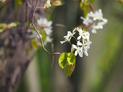 juneberry
