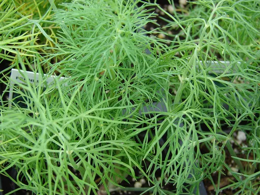 dill
