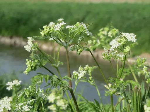garden chervil