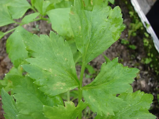 celery