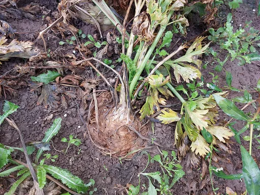 celeriac