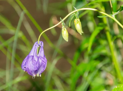 Columbine
