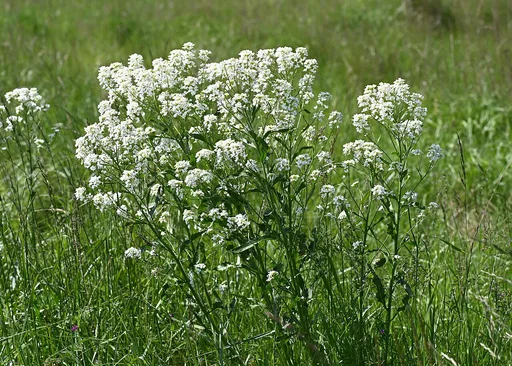 horseradish
