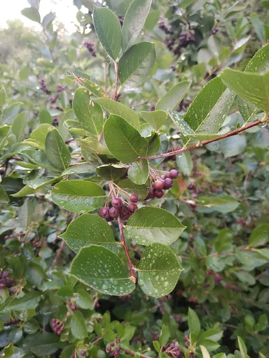 black chokeberry