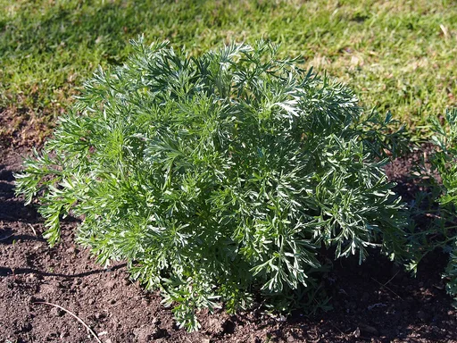 tarragon