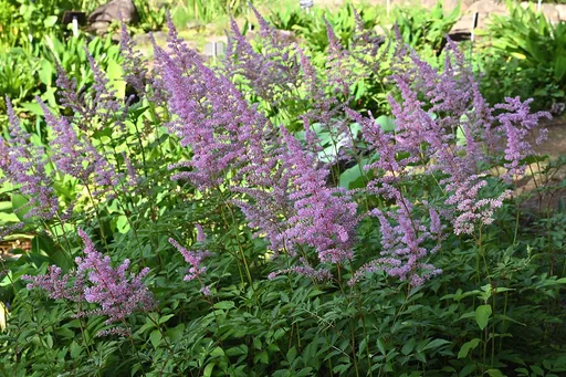 astilbe