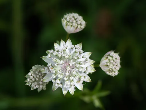 greater masterwort