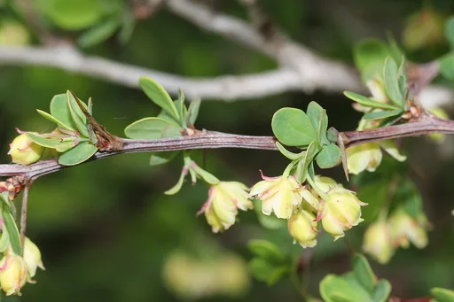 Japanese barberry