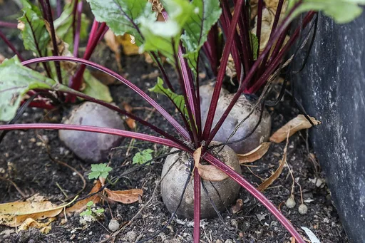 beetroot