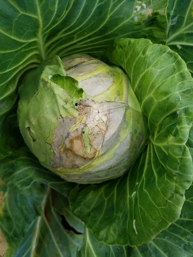 cabbage