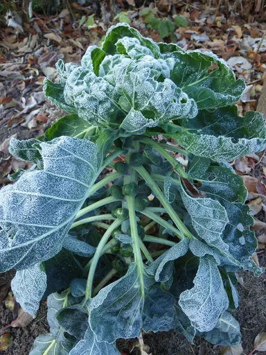 Brussels sprouts