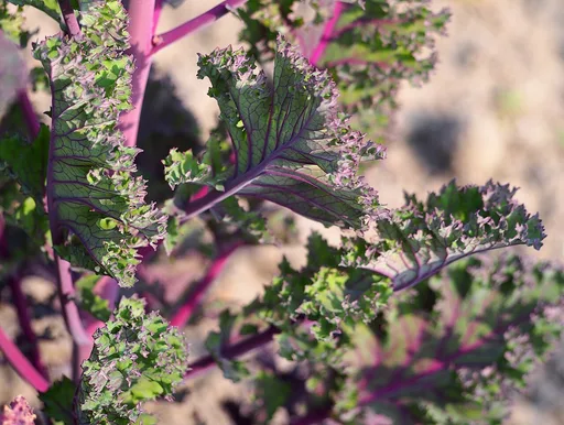 kale