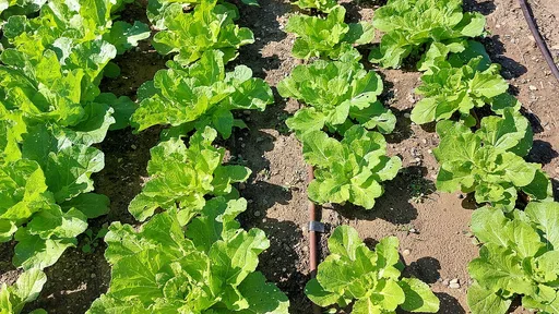 Napa cabbage