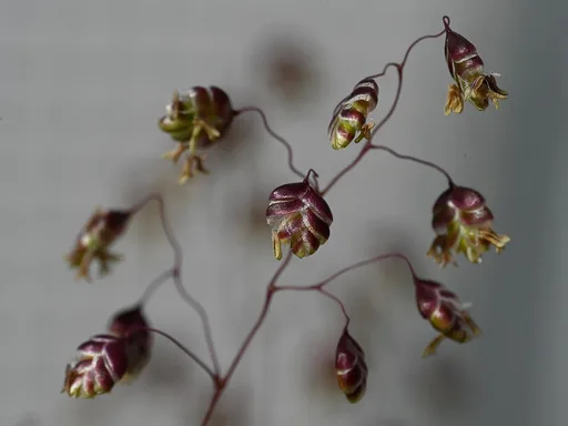 Big Quaking Grass