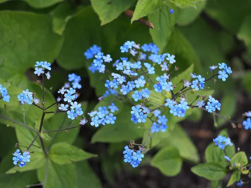 largeleaf brunnera