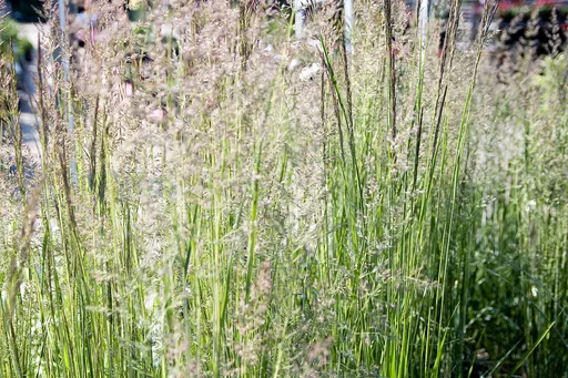 feather reed grass