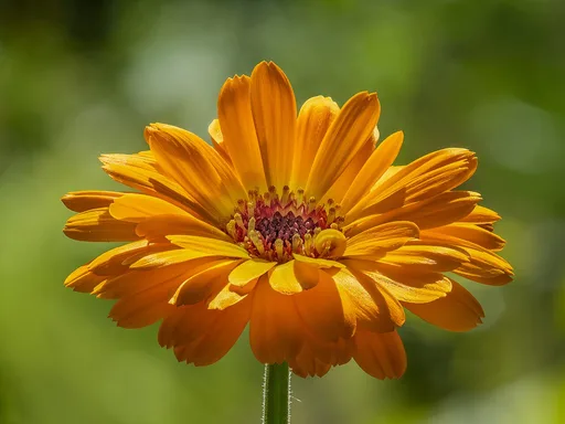Pot Marigold