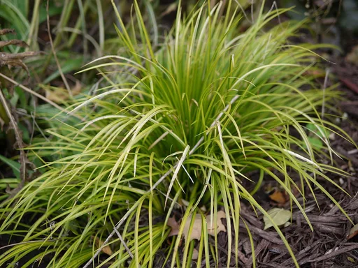 Japanese sedge