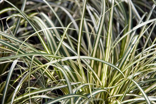 Evergold Sedge