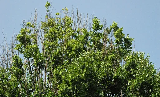 European hornbeam