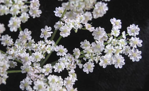 caraway