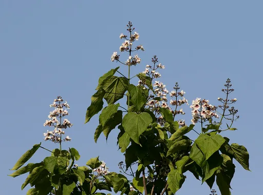 southern catalpa