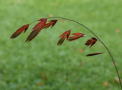 Seaoats