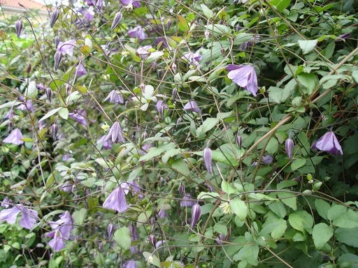 Italian clematis