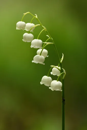 lily of the valley