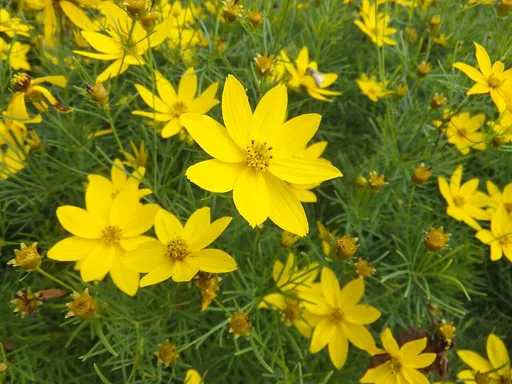threadleaf coreopsis