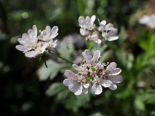 coriander