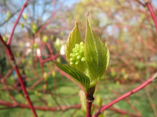 red-barked dogwood