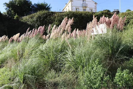 Common Pampas Grass