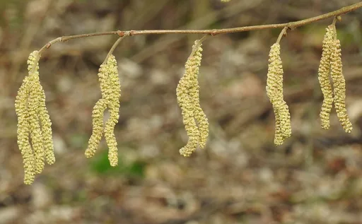 common hazel
