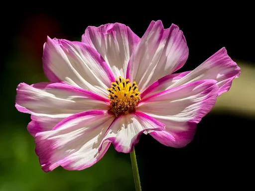 Common cosmos