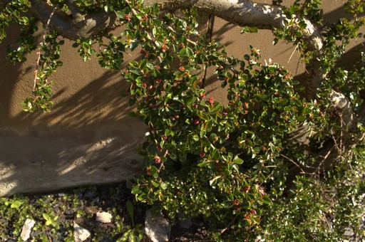 wall cotoneaster