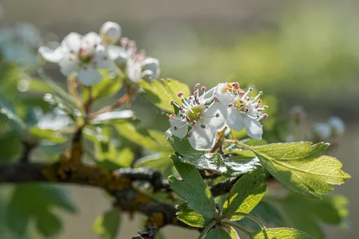 common hawthorn