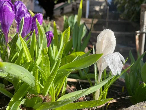spring crocus
