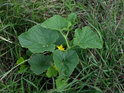 melon