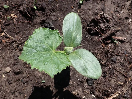 cucumber
