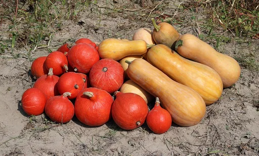 winter squash
