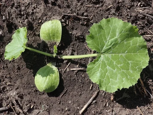 zucchini, pumpkin