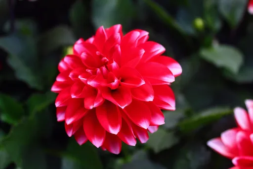 garden dahlia