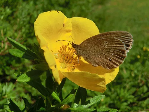 shrubby cinquefoil