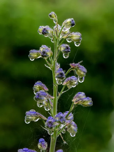 candle larkspur