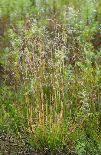 tufted hair grass