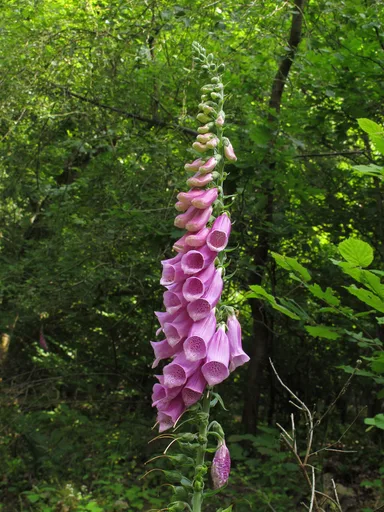 common foxglove