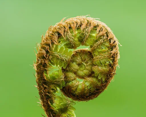 male fern